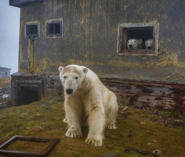 Fotografías De Osos Polares En Una Estación Dos osos en la ventana y uno afuera de la estación
