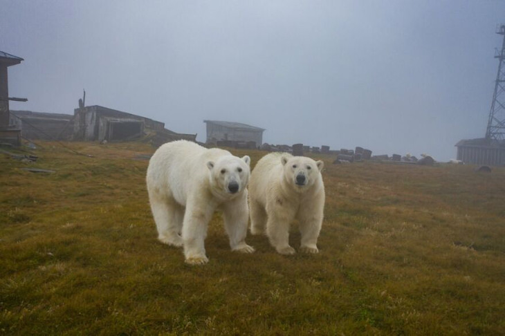 Fotografías De Osos Polares En Una Estación Dos osos observando