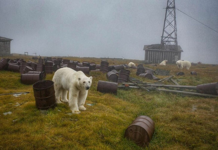 Fotografías De Osos Polares En Una Estación Osos caminando