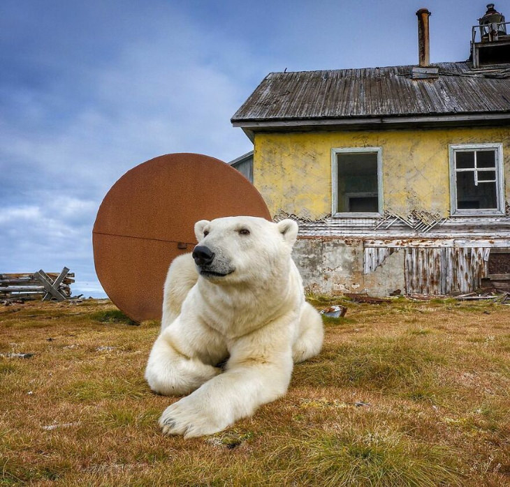 Fotografías De Osos Polares En Una Estación Oso descansando en el césped
