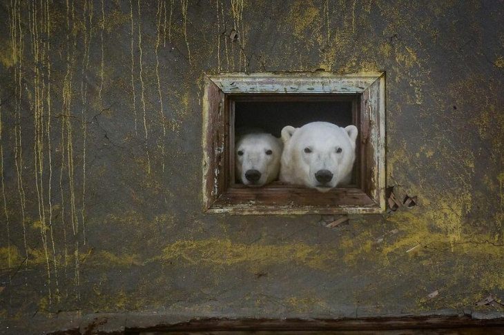 Fotografías De Osos Polares En Una Estación Dos osos en la ventana
