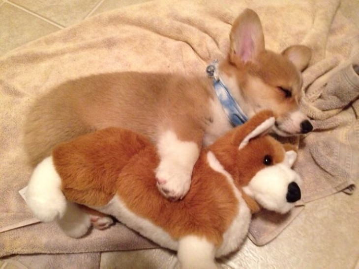 Cachorro de corgis durmiendo con un juguete de peluche