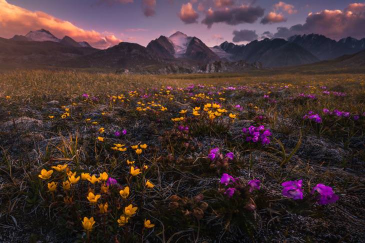 Paisajes De Kirguistán, Flores de colores 