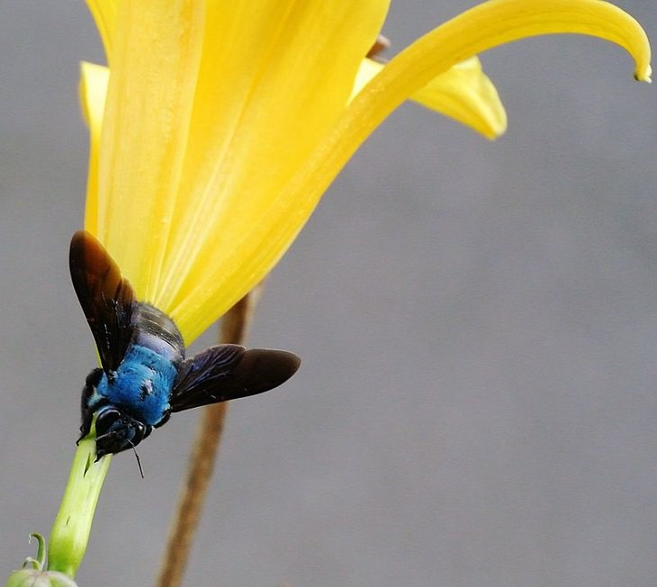 Los insectos más bellos y coloridos que se encuentran en todo el mundo, la abeja carpintera azul