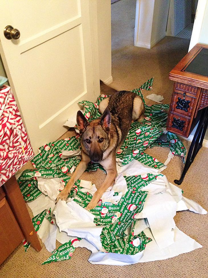 Mascotas Causando Estragos En Navidad Perro destrozando regalos de navidad
