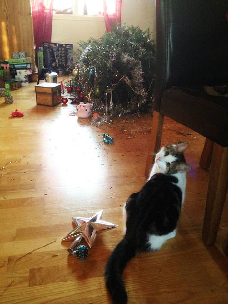 Mascotas Causando Estragos En Navidad Gato mirando hacia la cámara