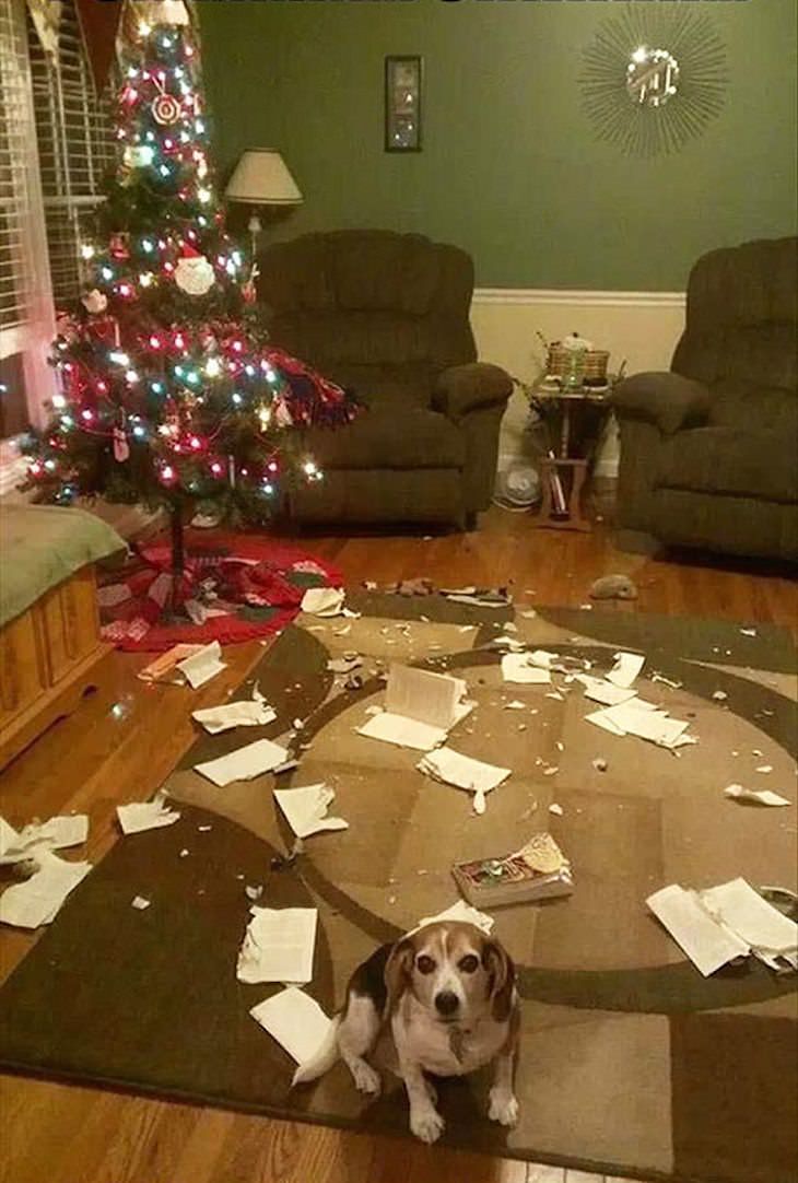 Mascotas Causando Estragos En Navidad Perro destruyendo la decoración navideña