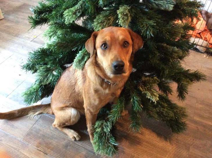 Mascotas Causando Estragos En Navidad Perro derribando árbol de navidad