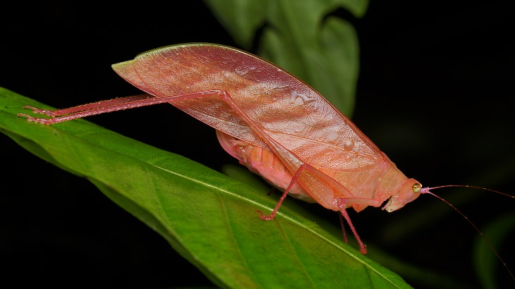 Los insectos más bellos y coloridos que se encuentran en todo el mundo, saltamontes  rosa (Amblycorypha oblongifolia)