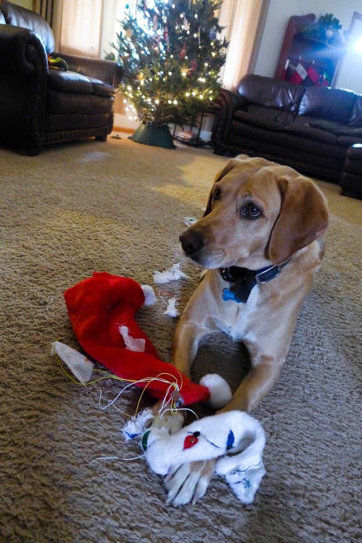 Mascotas Causando Estragos En Navidad Perro destruyendo adornos navideños