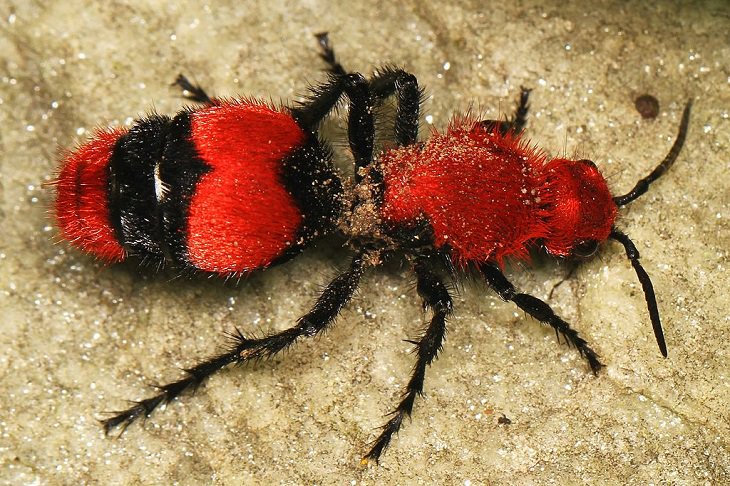 Los insectos más bonitos y coloridos que se encuentran en todo el mundo, la hormiga roja de terciopelo ( Dasymutilla occidentalis)