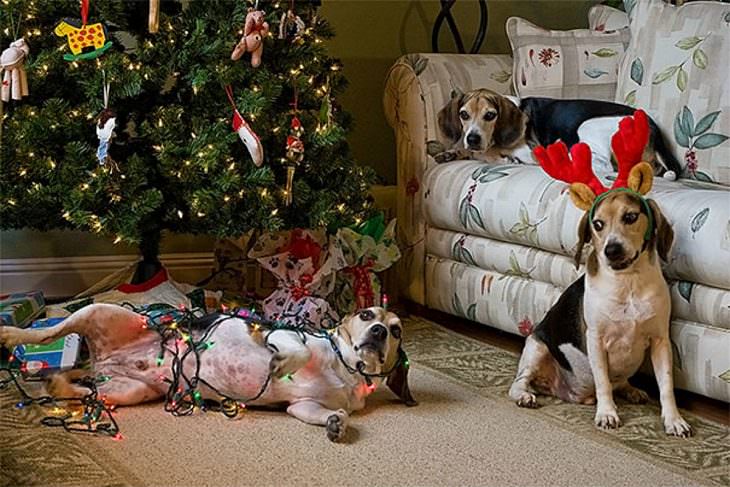 Mascotas Causando Estragos En Navidad Perro enrollado en las luces de navidad