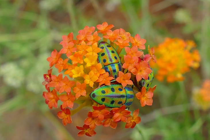Los insectos más bellos y coloridos que se encuentran en todo el mundo, el escudo arco iris (Calidea Dregii)