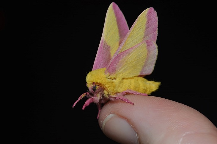 Los insectos más bellos y coloridos que se encuentran en todo el mundo, la polilla rosada del arce (Dryocampa rubicunda)