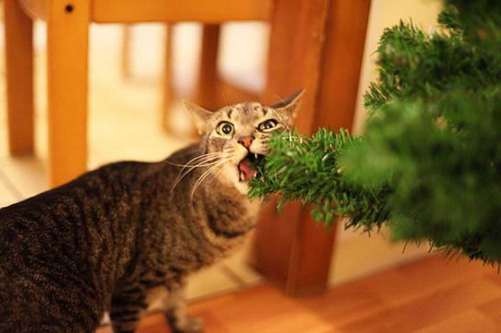 Mascotas Causando Estragos En Navidad Gato mordiendo el árbol de navidad