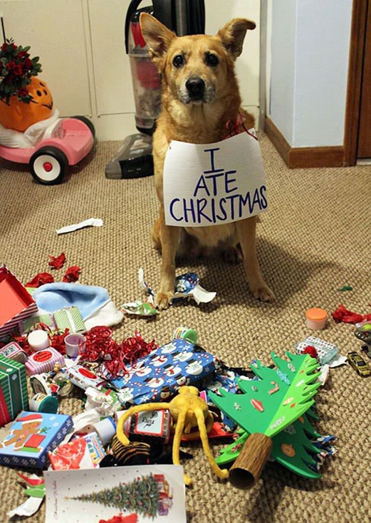 Mascotas Causando Estragos En Navidad Perro con letrero me comí la navidad
