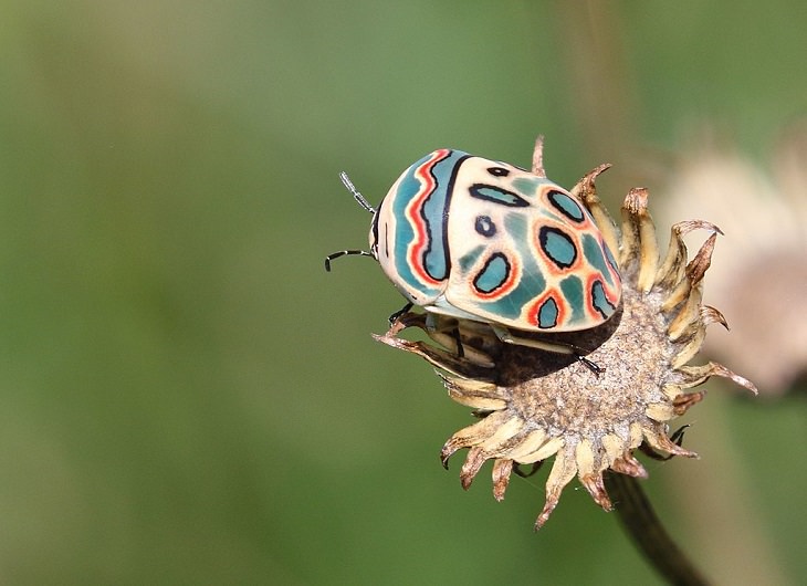 Los insectos más bellos y coloridos que se encuentran en todo el mundo, el escarabajo Picasso (Sphaerocoris annulus)