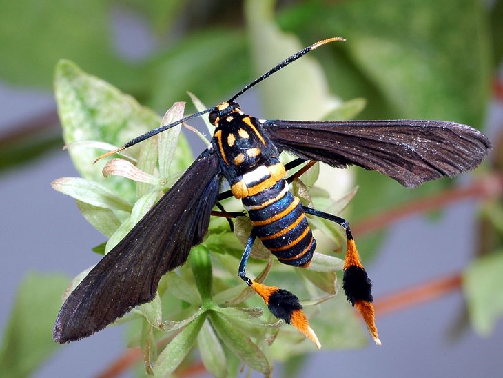 Los insectos más bellos y coloridos que se encuentran en todo el mundo, la polilla avispa de Texas (Horama panthalon)