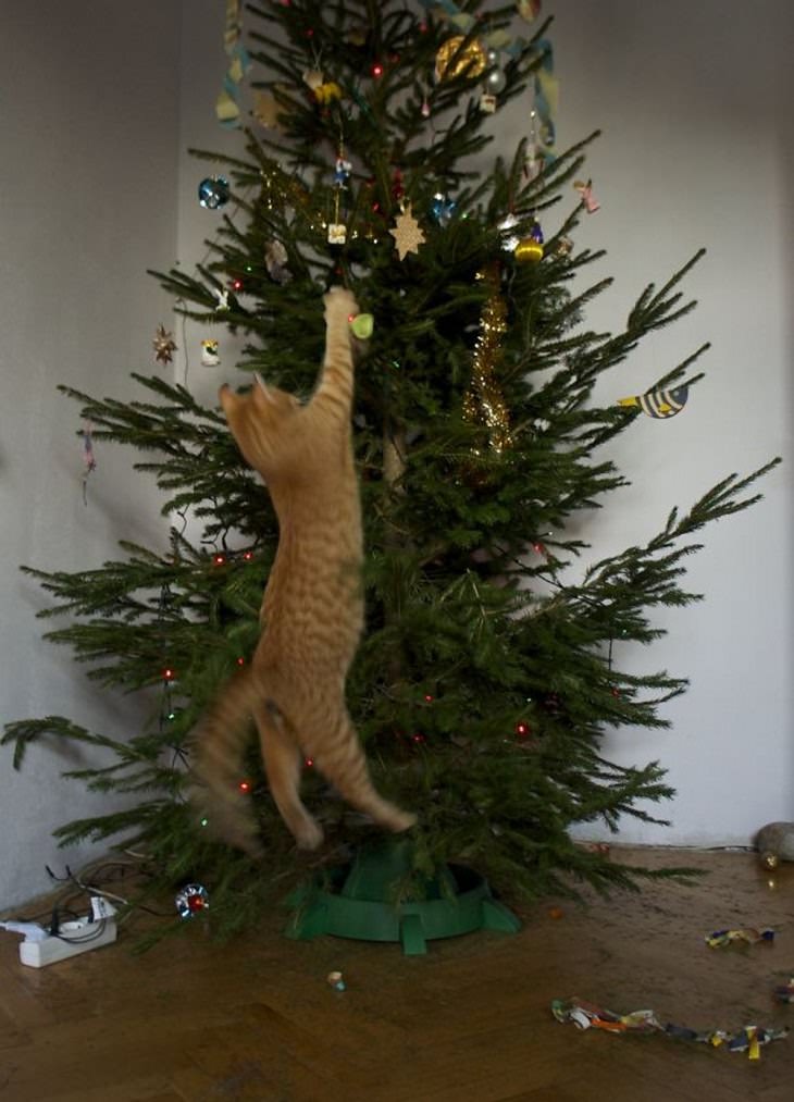 Mascotas Causando Estragos En Navidad Gato brincando al árbol de navidad