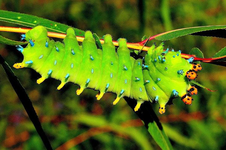 Los insectos más bellos y coloridos que se encuentran en todo el mundo, Oruga de la polilla Cecropia (Hyalophora cecropia)