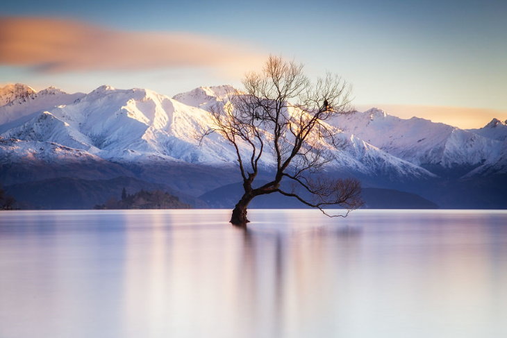 Magníficas Montañas Del Mundo El árbol Wanaka, Nueva Zelanda