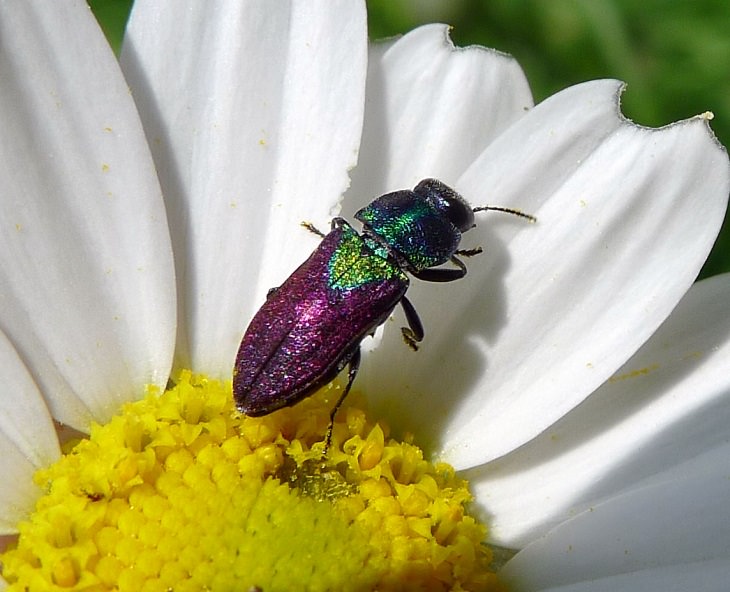 Los insectos más bellos y coloridos que se encuentran en todo el mundo, el escarabajo joya (Anthaxia scutellaris)