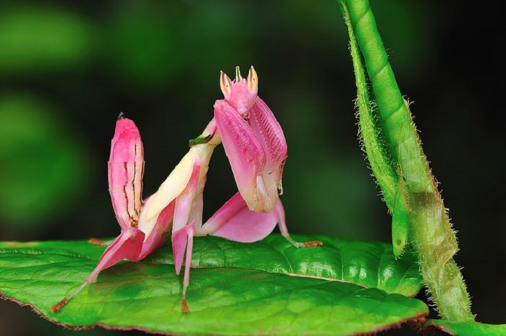 Los insectos más bellos y coloridos que se encuentran en todo el mundo, la mantis orquídea rosa (Hymenopus coronatus)