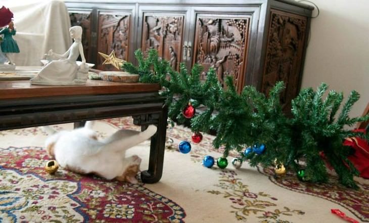 Mascotas Causando Estragos En Navidad Gato debajo de la mesa