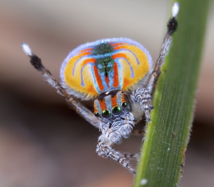 Los insectos más bellos y coloridos que se encuentran en todo el mundo, la araña pavo real (Maratus Volans)