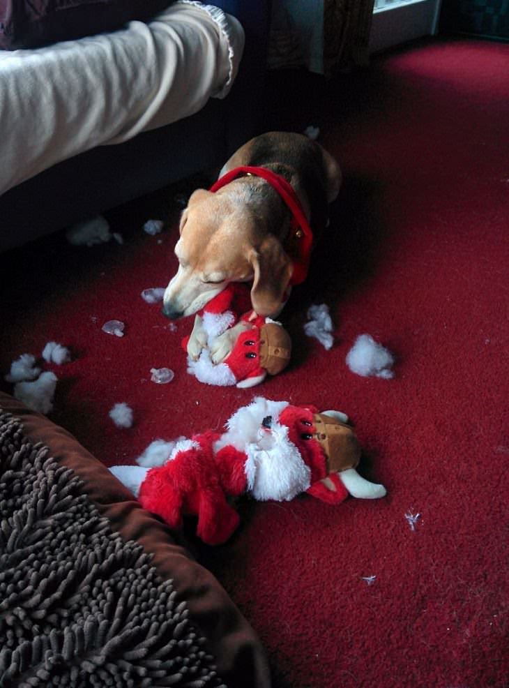 Mascotas Causando Estragos En Navidad Perro mordiendo figura de Santa Claus