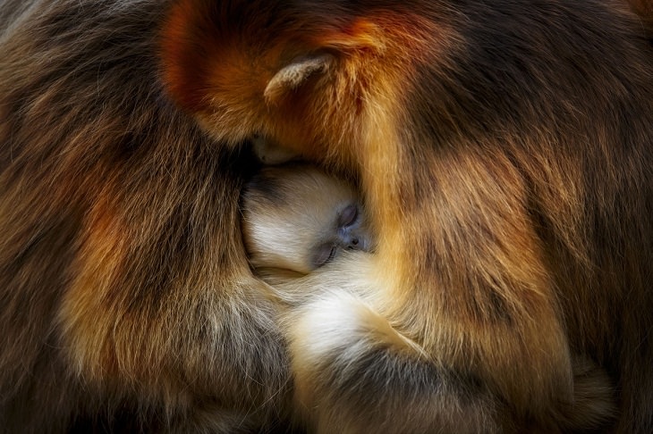 El fotógrafo de la fauna del año 2021, el abrazo del mono 