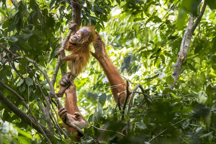 Fotógrafo de la fauna del año 2021, orangutan