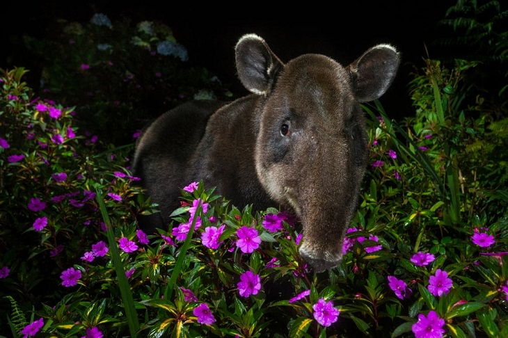 El fotógrafo de la fauna del año 2021, Tapir