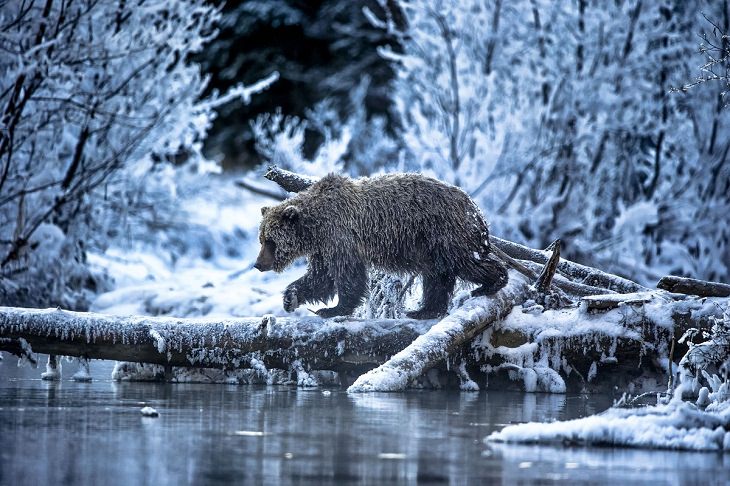 El fotógrafo de la fauna del año 2021, oso