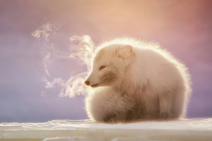 Fotógrafo de la fauna del año 2021, zorro ártico