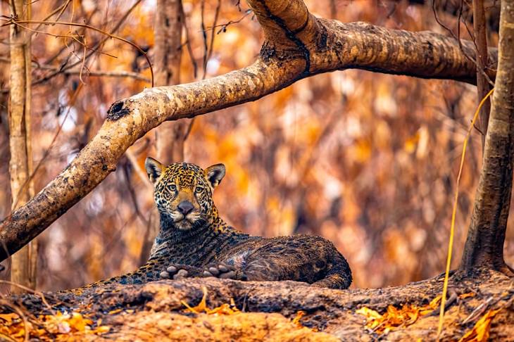 Fotógrafo de la fauna del año 2021, jaguar
