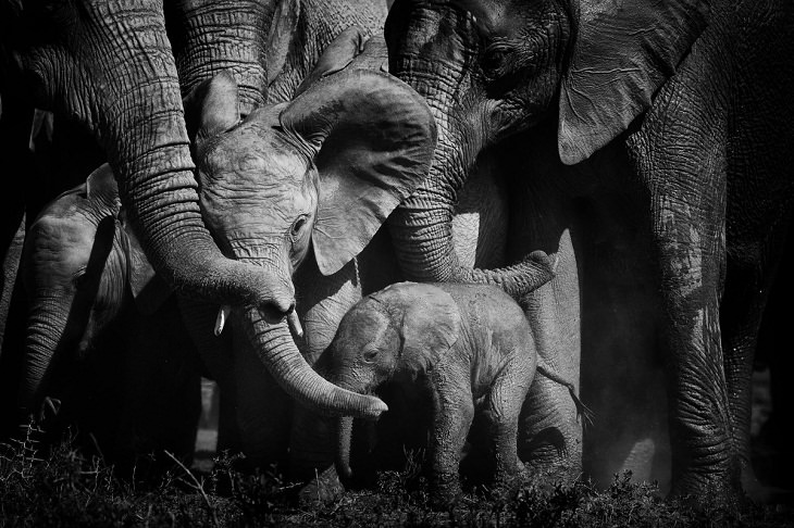 El fotógrafo de la fauna del año 2021, elefantes