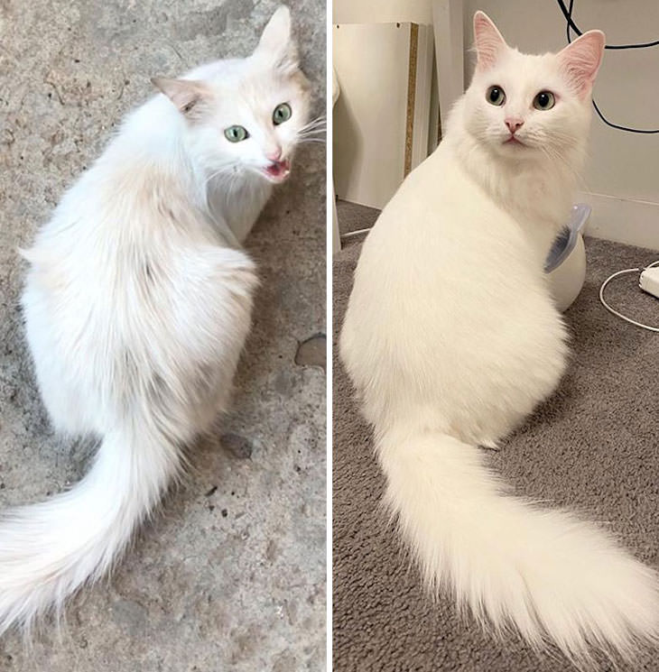 7. La foto de la izquierda fue tomada el día en que este gato fue rescatado de la calle, y la de la derecha es de un año después