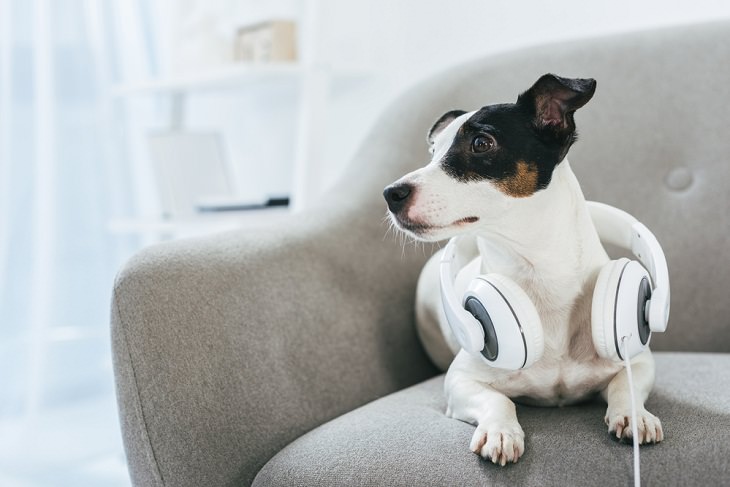 Causas De Estrés En Perros La música fuerte puede abrumar a los perros