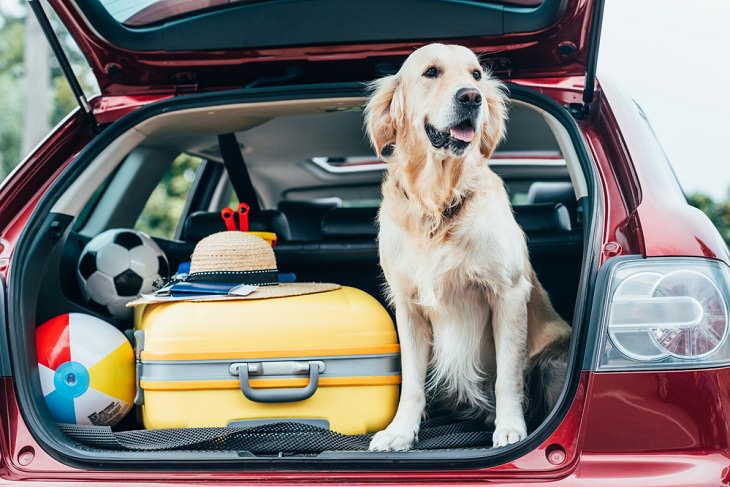 Causas De Estrés En Perros Viajar puede poner ansiosos a algunos perros