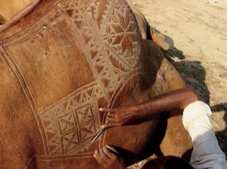Imágenes Maravillas Del Mundo El arte tradicional de la peluquería de camellos