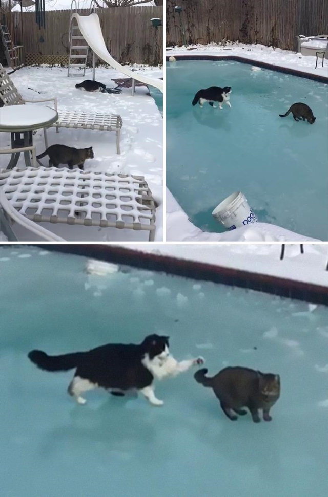 13. Gatos jugando en una piscina completamente helada