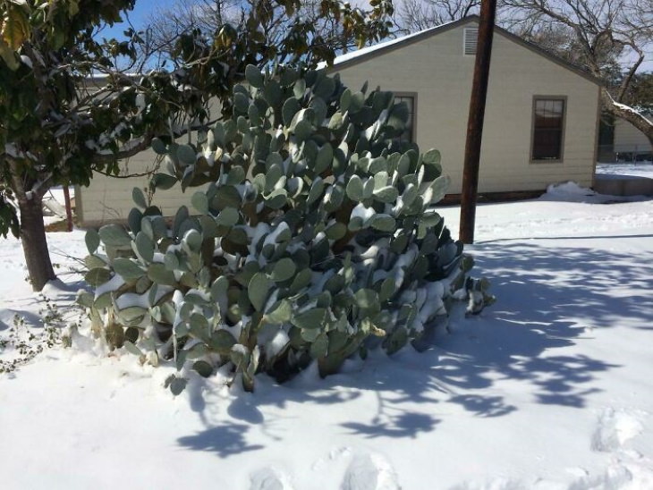 9. "¡Ver nieve en nuestros cactus es tan surrealista!"