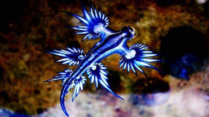 Fotos Belleza De Nuestro Mundo El dragón marino azul es una especie única de babosa marina