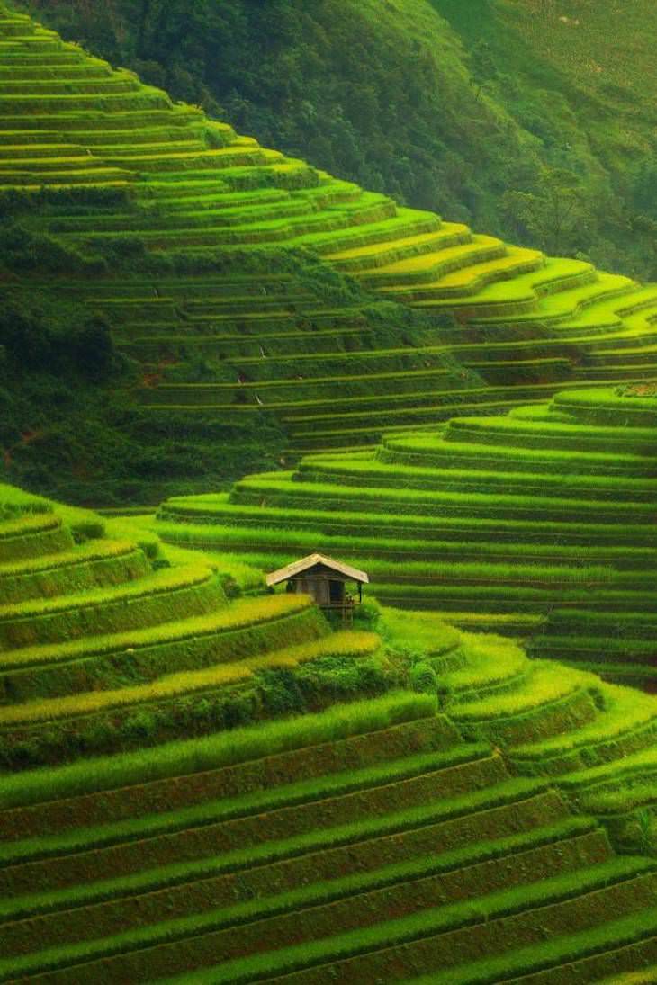 Fotos Belleza De Nuestro Mundo Campos de arroz en terrazas en Vietnam