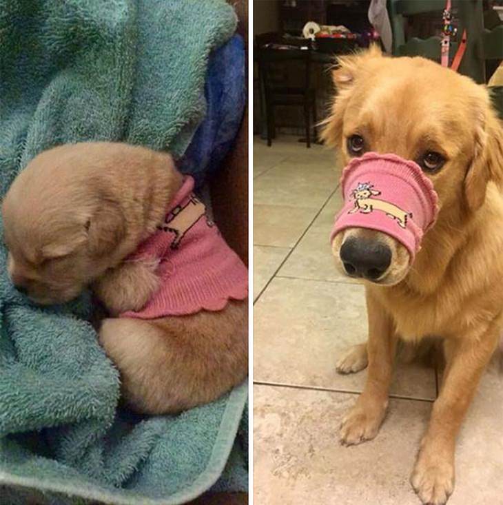  Dogs Before & After 3. ¡Aww! El suéter que usaba de cachorro ahora apenas le queda en el hocico ...Grew Up, sweater