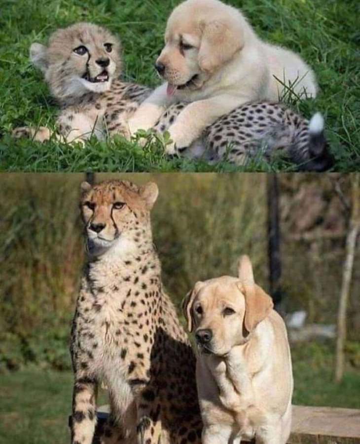 Imágenes Asombrosas De Nuestro Planeta Bebé guepardo y cachorro