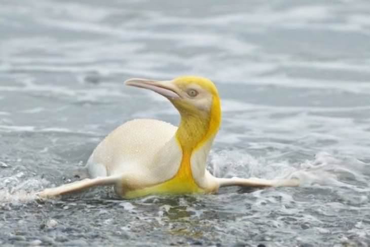 Imágenes Asombrosas De Nuestro Planeta Yves Adams, un fotógrafo belga, logró tomar una foto de un raro pingüino amarillo