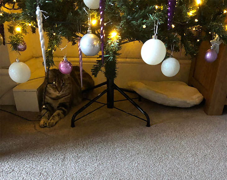 Gatos Durmiendo En Lugares Equivocados Gato debajo del árbol de Navidad