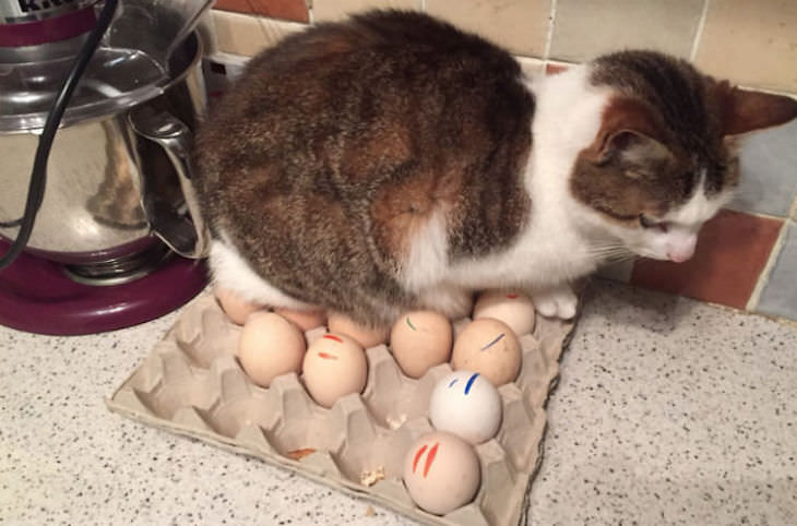 Gatos Durmiendo En Lugares Equivocados Gato sobre los huevos